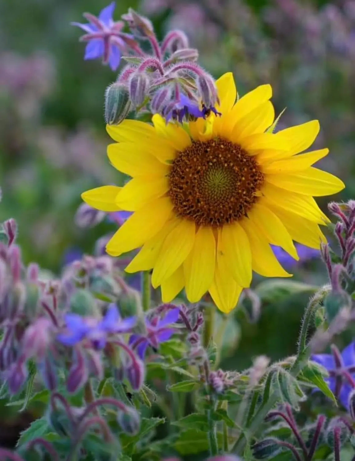 Die Gartenfee, Sonnenblume und Knospen einer violetten Blüte