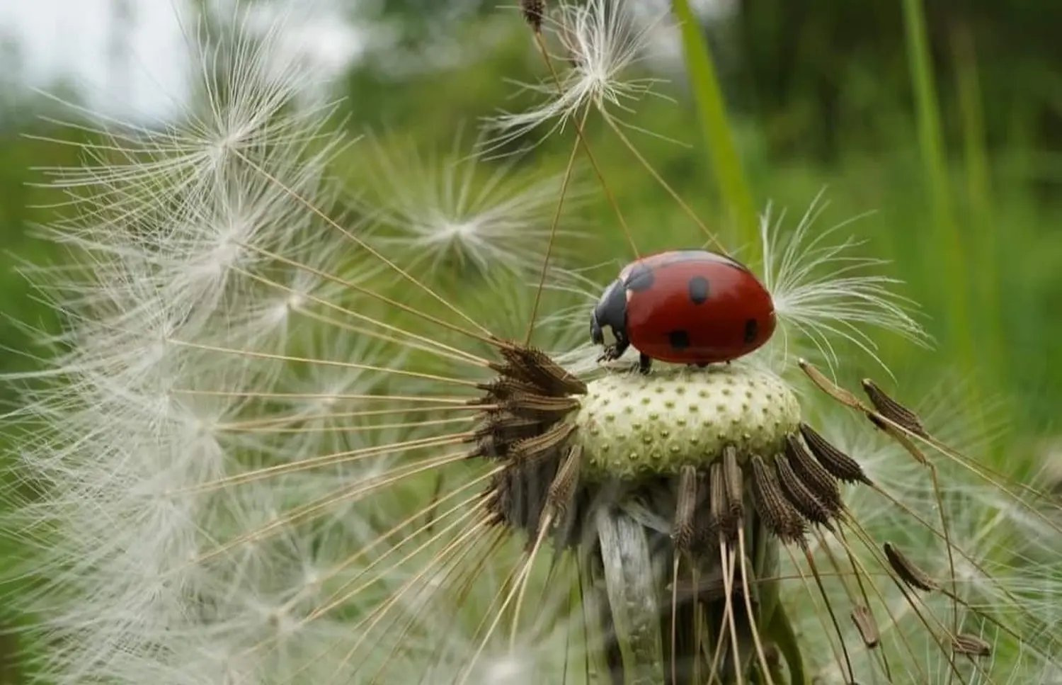 Die Gartenfee, Marienkäfer auf einer Löwenzahn