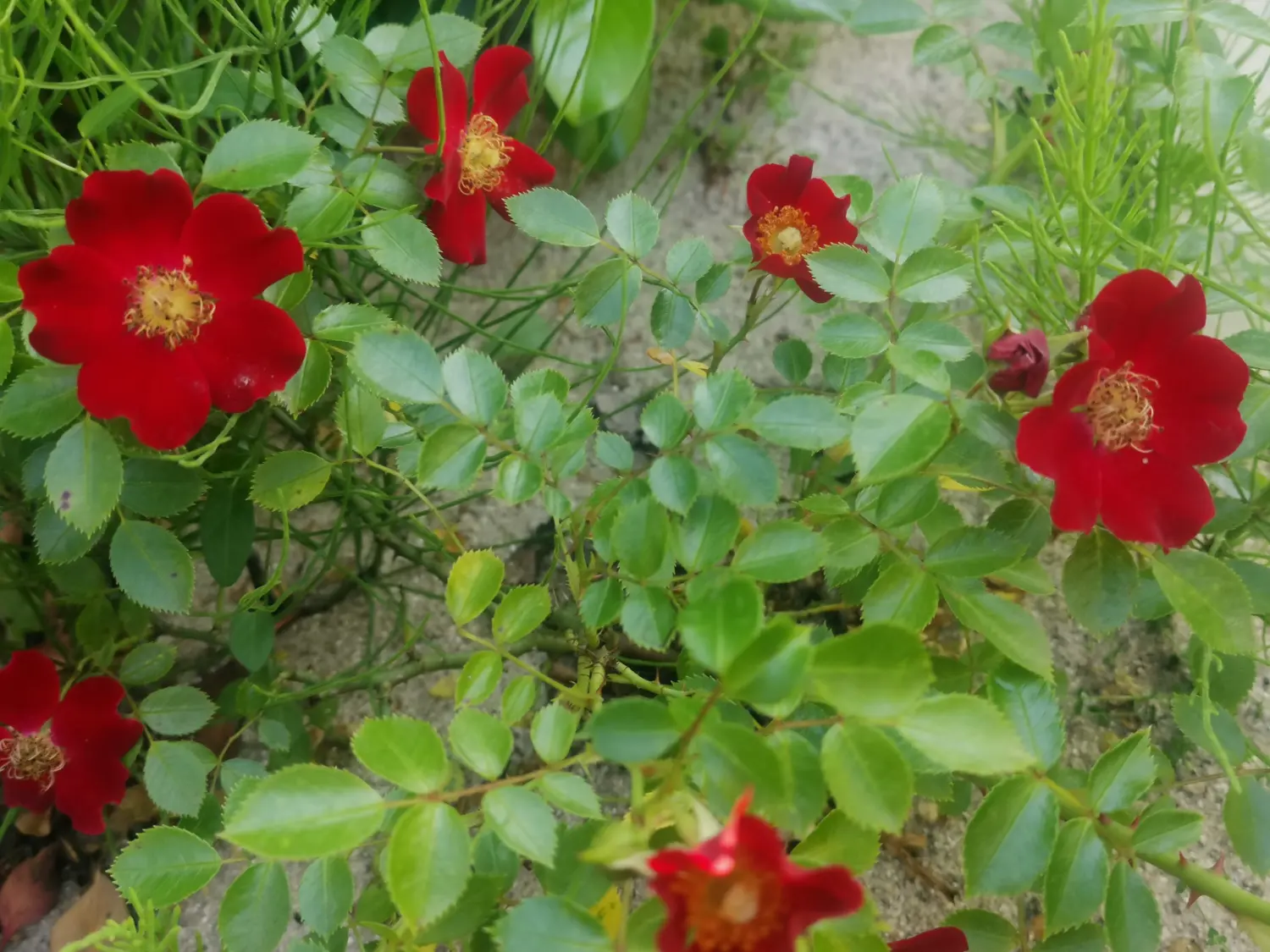 Die Gartenfee, rote Rose