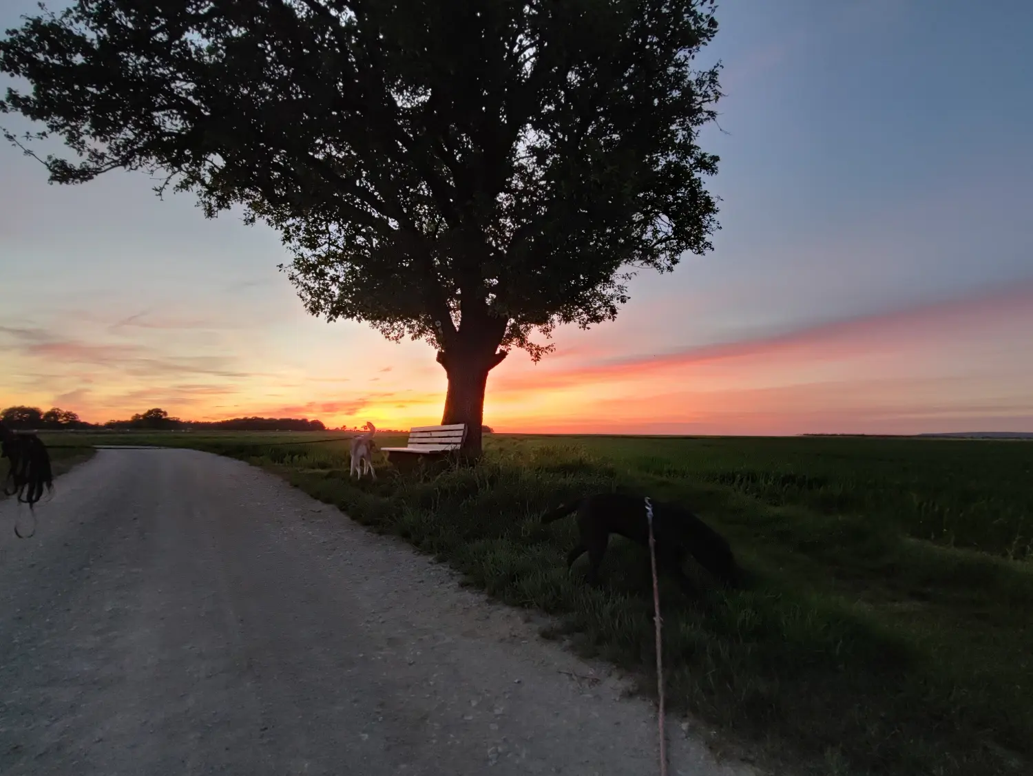 Die Gartenfee, Sonnenuntergang, eine Bank und ein Baum neben der Straße