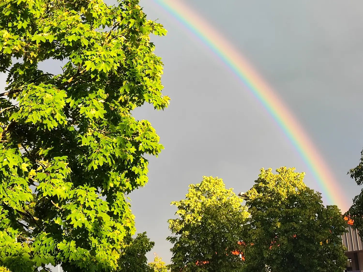 Die Gartenfee, der Regenbogen und die Bäume