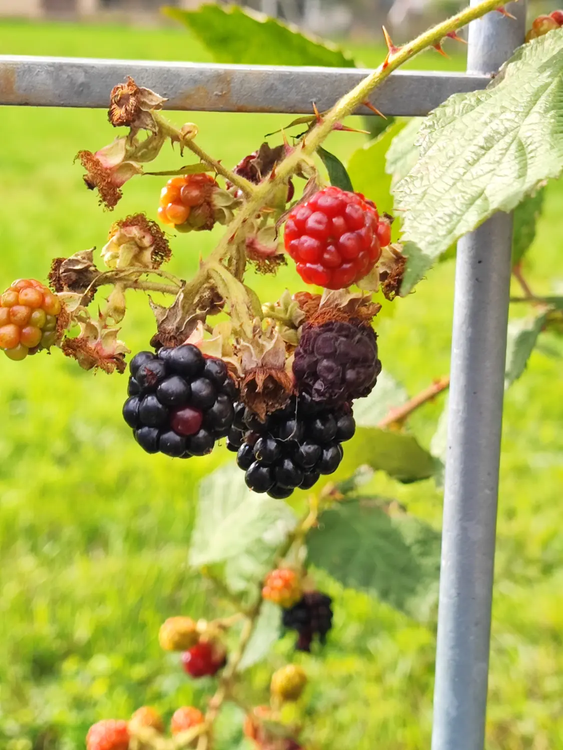 Die Gartenfee, Waldbeere