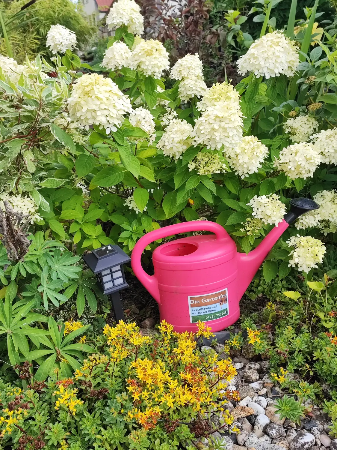 Die Gartenfee, Hydrangea paniculata, rosa Wasserkanne und eine Laterne