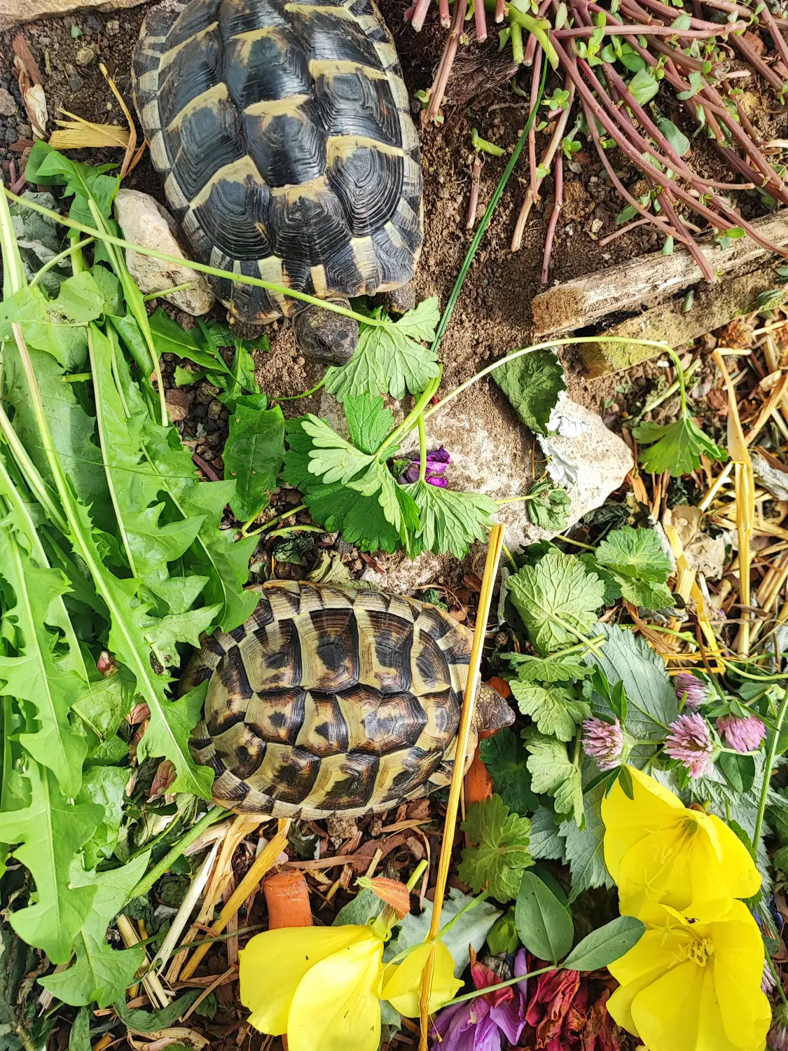 Die Gartenfee, Schildkröten in einem Garten