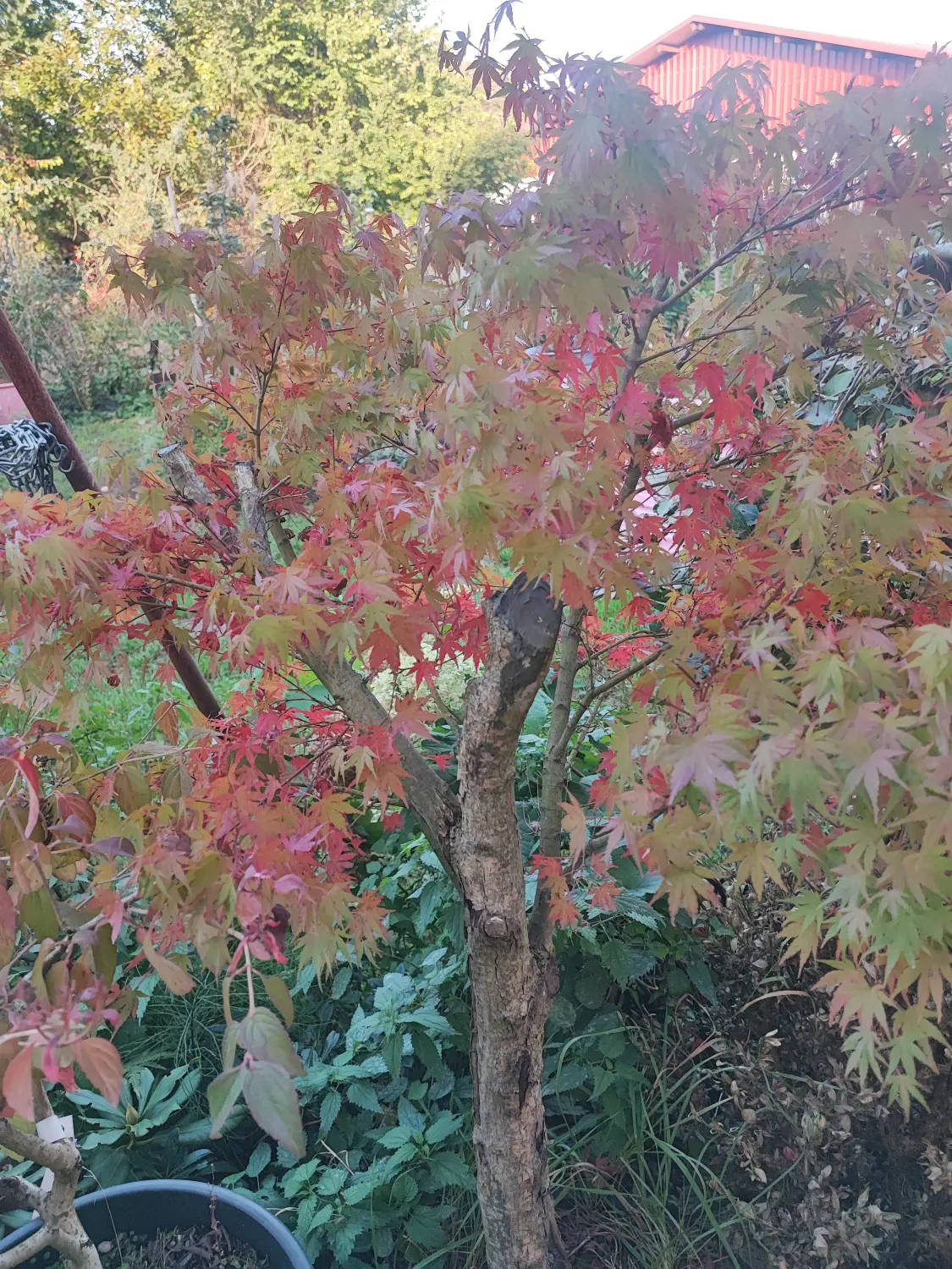 Die Gartenfee, Baum mit zwei Schattenblättern