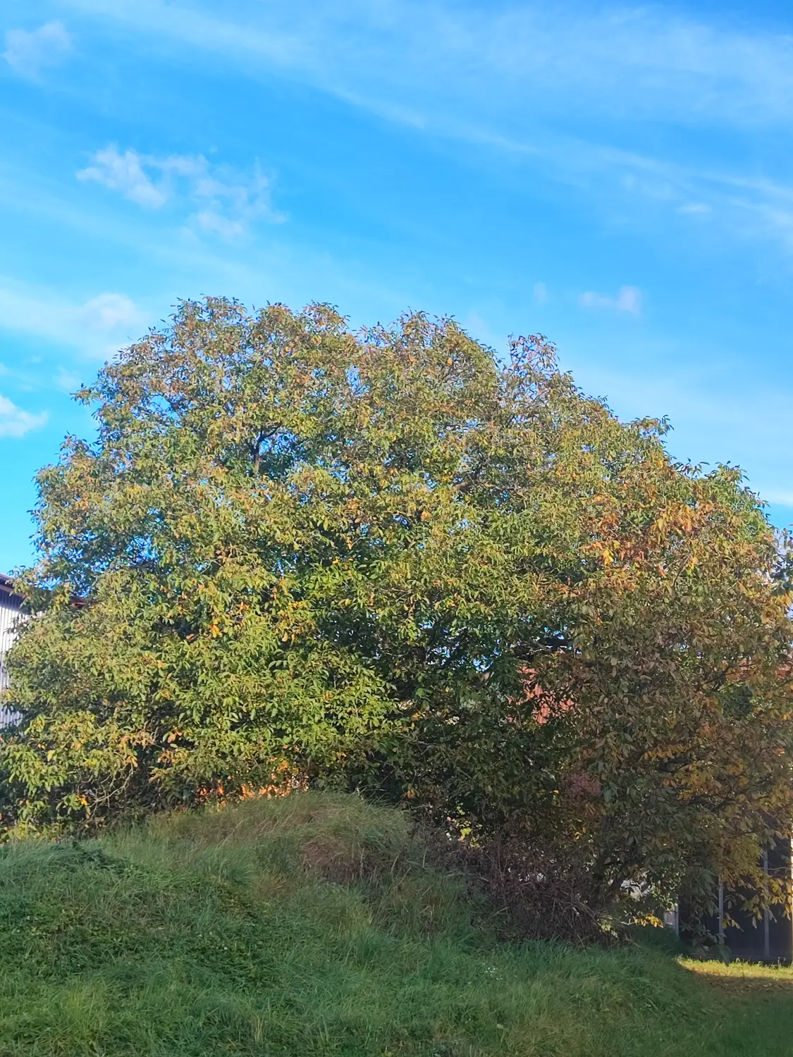Die Gartenfee, Sonnenuntergang auf einem Feld neben der Straße
