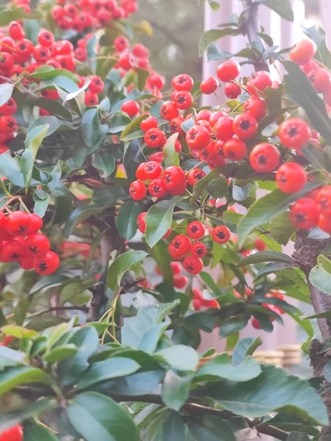 Die Gartenfee Pyracantha