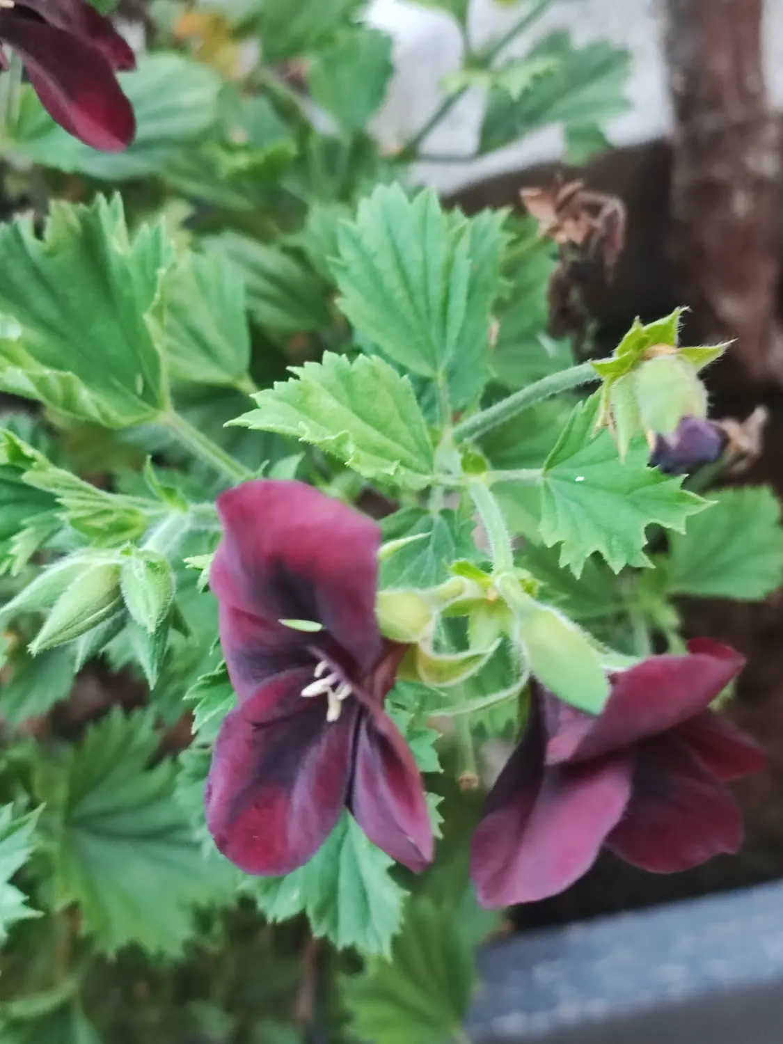 Die Gartenfee, Pelargonium Flowert