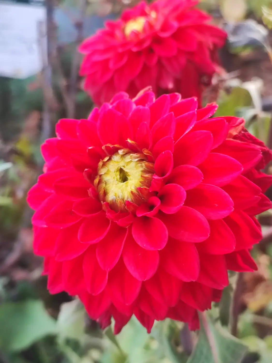 Die Gartenfee, Dahlia pinnata