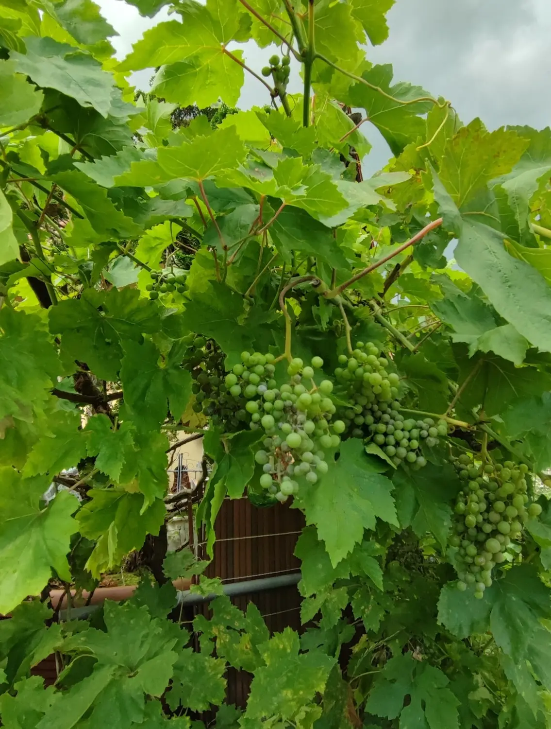 Die Gartenfee, grüne Trauben im Garten