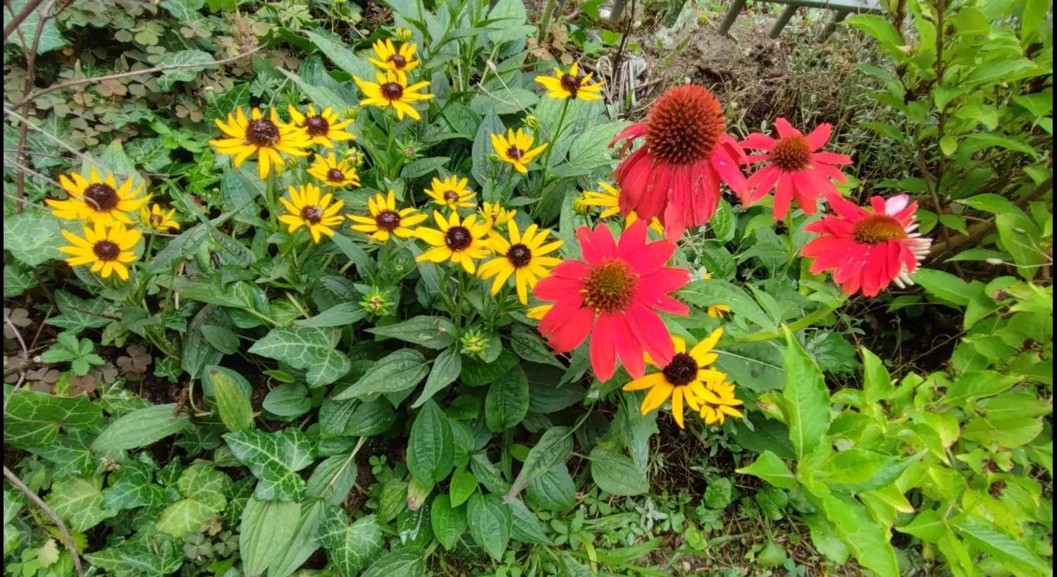 Die Gartenfee, Rote und gelbe Sonnenhut in einem Garten