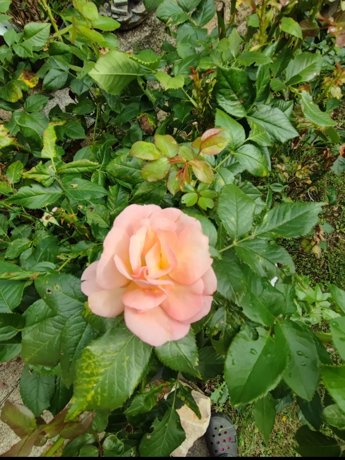 Die Gartenfee, rosa Rosenblüte