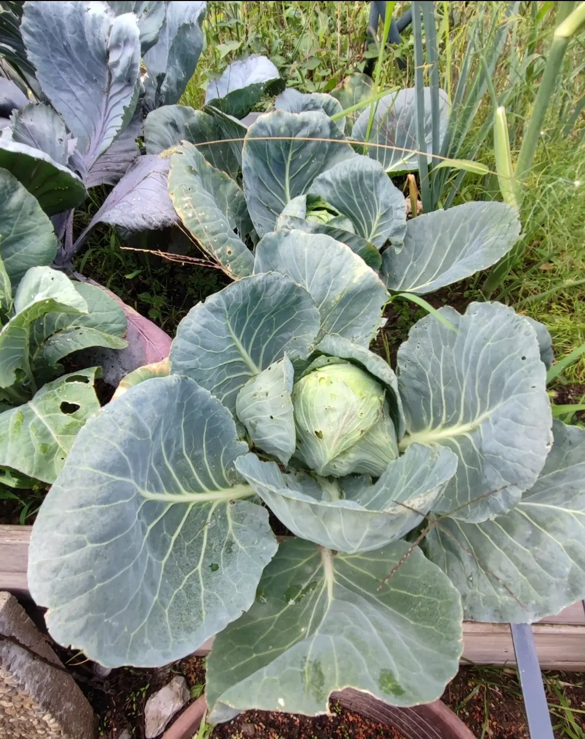 Die Gartenfee, Kohl